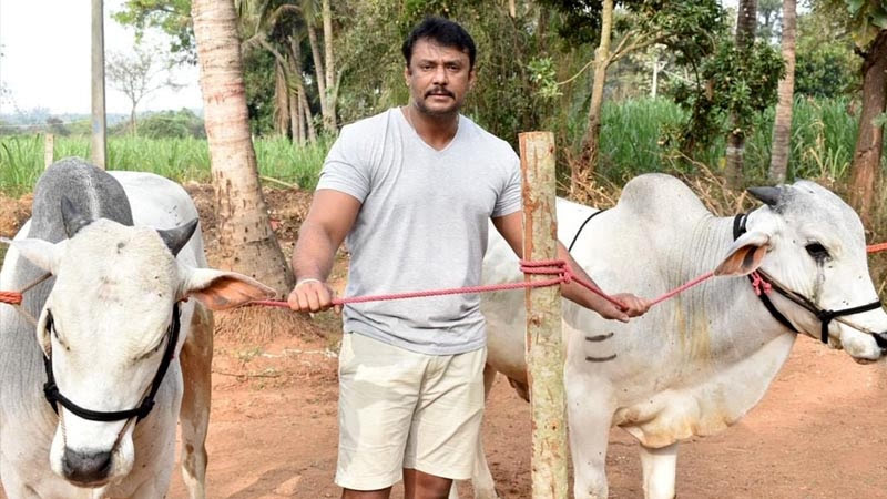 Darshan to celebrate Sankranti in Mysuru