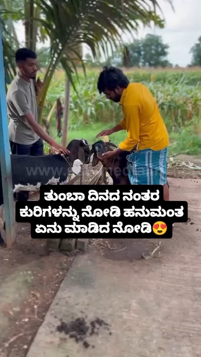 ತುಂಬಾ ದಿನದ ನಂತರ ಕುರಿಗಳನ್ನು ನೋಡಿ ಹನುಮಂತ ಏನು ಮಾಡಿದ ನೋಡಿ