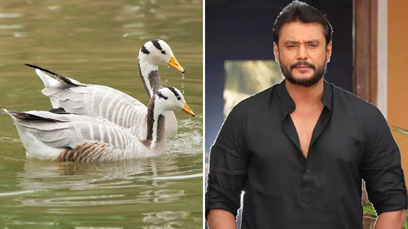Darshan duck case hearing adjourned to September 4